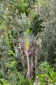 Image result for Wahlenbergia madagascariensis