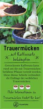 Trauermücken sind nervige ungeziefer, die sie unbewusst mit der pflanze in ihre wohnung einladen. Trauermucken Mit Hausmitteln Bekampfen Plantura Trauermucken Hausmittel Schadlinge Im Garten