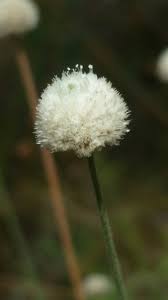 Image result for Syngonanthus