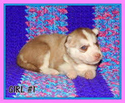 Adopt bella black bean a shepherd, husky. Beautiful Siberian Husky Puppies For Sale In Madison Wisconsin Classified Americanlisted Com