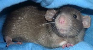 While all of us rat owners love any type of rat, we all hold a special spot for the teddy bear rat; Dumbo Rats The Differences And Similarities To Know Before You Adopt Ratcentral