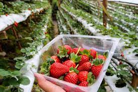 Undeniably, strawberries plucking are always the major highlights of every visitors to do whenever they are visiting cameron highlands from singapore. Strawberry Farms