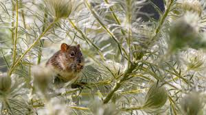 Le souhait de la mort du père. Seize Cas D Hantavirus Un Virus Pouvant Transmettre Une Fievre Hemorragique Detectes Dans Le Doubs Et Le Jura