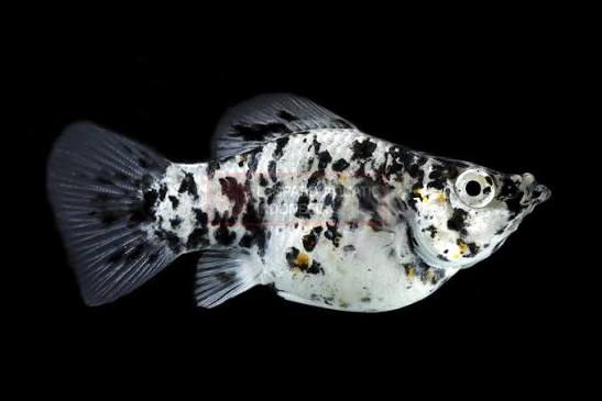 Dalmatian Molly Balloon | Leopard Aquatic Indonesia