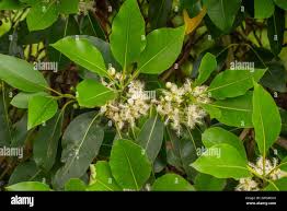 Image result for Lophostemon confertus
