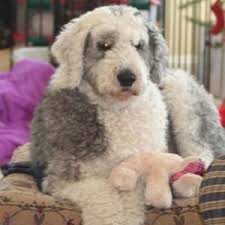 Like the old english sheepdog, the standard poodle is also now commonly found living happily in homes around the world. Sheepadoodle Puppies For Sale By Reputable Breeders Pets4you Com