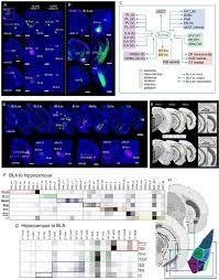Dr, marlene\'s health connections scam : Connectivity Characterization Of The Mouse Basolateral Amygdalar Complex Biorxiv