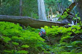Forest Bathing Is So Good For Our Mental Health