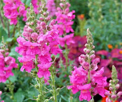 Viel Garten Fur Wenig Geld Einjahrige Blumen Sommerblumen Blumenbeet Gestalten
