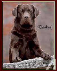 View our up coming english labrador retriever litters! Classic Blocky Chocolate Labrador Retriever Puppies Akc Ofa Cerf For Sale In Waco Texas Classified Americanlisted Com