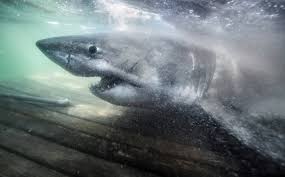With katrina bowden, aaron jakubenko, kimie tsukakoshi, tim kano. Terrifying 17ft Great White Shark Could Be Heading For Britain After Taking Wrong Turn Experts Warn
