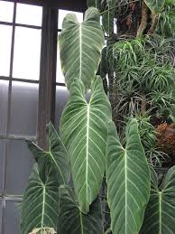 Philodendron Melanochrysum Wikipedia Philodendron Philodendron Plant Plants
