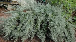Image result for Artemisia sp.no.1