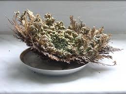 Yes, it is the selaginella lepidophylla plant, commonly known as the false rose of jericho plant. I M Revolting Flowers Perennials Houseplants Bog Plants