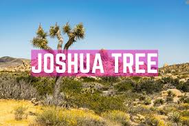 Maybe you would like to learn more about one of these? Joshua Tree National Park Guide Sehenswurdigkeiten Wanderungen Und Tipps Ai See The World