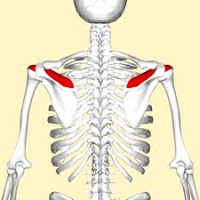 Anatomy there are four bones that make up the shoulder girdle: Supraspinatus Muscle Wikipedia