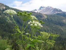 Image result for Heracleum