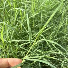 Image result for Cynodon