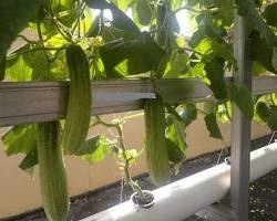 Gambar Mentimun hidroponik