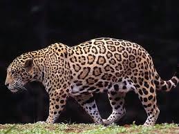jaguar animals picture jaguar tier ausgestopftes tier regenwald tiere