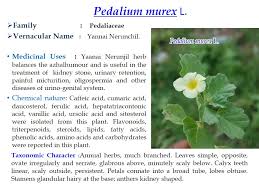 Image result for Pedalium