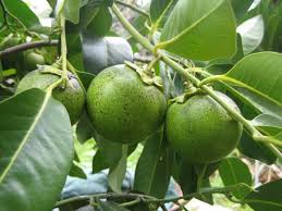 Image result for Diospyros batocana