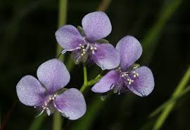 Image result for Murdannia simplex