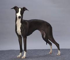 A place to go if you're thinking about adopting a best friend of your own! Titdilapa Italian Greyhounds Italian Greyhound Grey Hound Dog Greyhound Breed