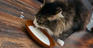 Blue buffalo freedom kitten food. What Do Cats Eat In The Wild And Should You Feed A Similar Diet
