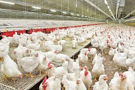 خرید حمایتی مرغ منجمد در راستای ساماندهی قیمت مرغ زنده در مازندران