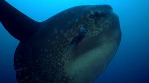Molidae, the family of ocean sunfishes. Rare Footage Of Ocean Sunfish Getting Cleaned Bbc Earth Youtube