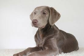 Ruff labradors is a loving family that breeds & nurtures the finest possible chocolate, yellow, & black labrador puppies in california. The Truth About Silver Labs Are Silver Labs Inbred