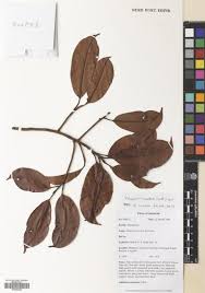 Image result for Habenaria peristyloides