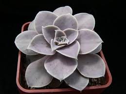 And they can propagate from a single leaf. Echeveria Diffractens Shattering Echeveria Succulent Plants