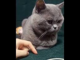 Kul Rengi Kedi Youtube