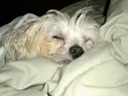 Oz animal hospital animal/pet care. Family Pet Animal Hospital 1401 W Webster Ave Chicago Il Veterinarians Mapquest