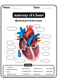 Image result for Cardiovascular Worksheets
