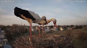 Gniazdo zlokalizowane na terenie miejskiej oczyszczalni ścieków. Bociany Online Pl Youtube
