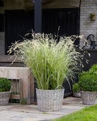 Image result for Chlorophytum stolzii