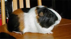 Black white and brown american guinea pig. Keeping Guinea Pigs As Pets