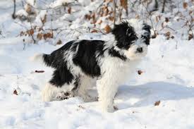 Naturally, puppy and adolescent tibetan terriers are filled with energy and excitement and require higher levels of stimulation and exercise. Tibetan Terrier Dog Breed Everything About Tibetan Terrier