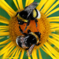 Black And White Striped Bee Uk Roeselien Raimond Bee Bee Art Animals