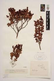 Image result for Synsepalum revolutum