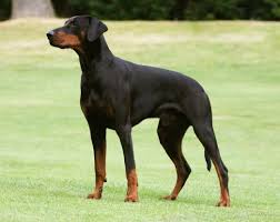 Black And Tan Doberman Pinscher Black Doberman Natural Ears Tail Animali Carini Animali Cani
