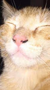 The nose is a cosmetic issue right now. Strange Scabs Under My Cats Nose Thecatsite