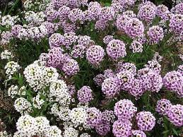 Beepods Bee Friendly Wildflower Seed Mix Benefits Honey Bees Fragrant Garden Plants Alyssum Flowers