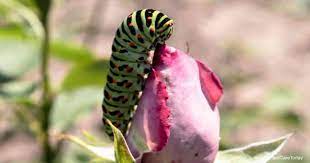 We did not find results for: How To Get Rid Of Caterpillars On Roses