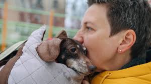 HomeSafeID: How to check your pet's microchip details and what to do next  if you're affected