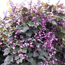 Image result for Lablab