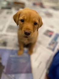 Hello from Georgia, he is Luffy 9m puppy